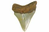 Serrated, Megalodon Tooth - North Carolina #152932-1
